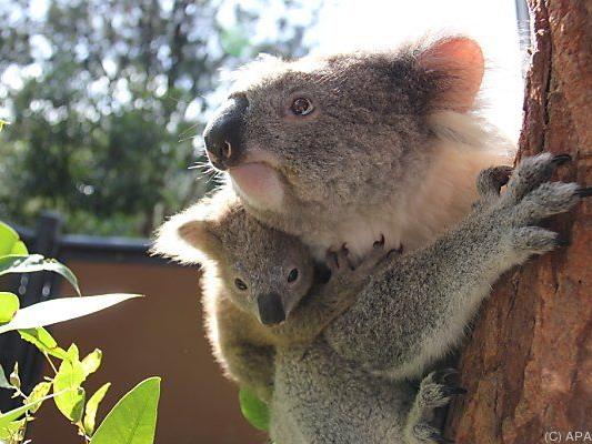 Koala-Bären waren vom Hungertod bedroht