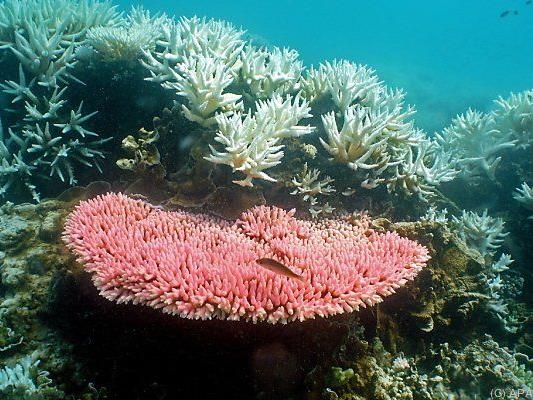 Great Barrier Reef ist das größte Korallenriff der Welt