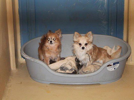 Diese Chihuahuas lebten scheinbar in einem Animal Hoarding-Haushalt