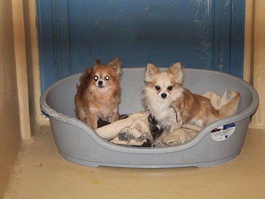 Diese Chihuahuas lebten scheinbar in einem Animal Hoarding-Haushalt Diese Chihuahuas lebten scheinbar in einem Animal Hoarding-Haushalt