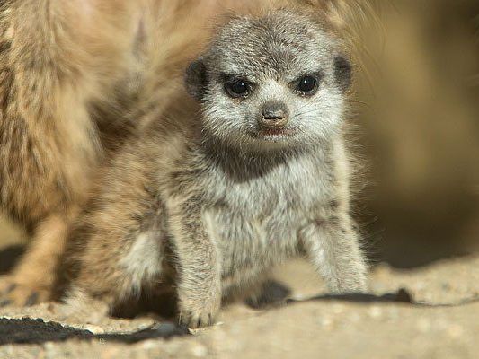 Das Erdmännchen-Baby wird in Schönbrunn aufgezogen Das Erdmännchen-Baby wird in Schönbrunn aufgezogen
