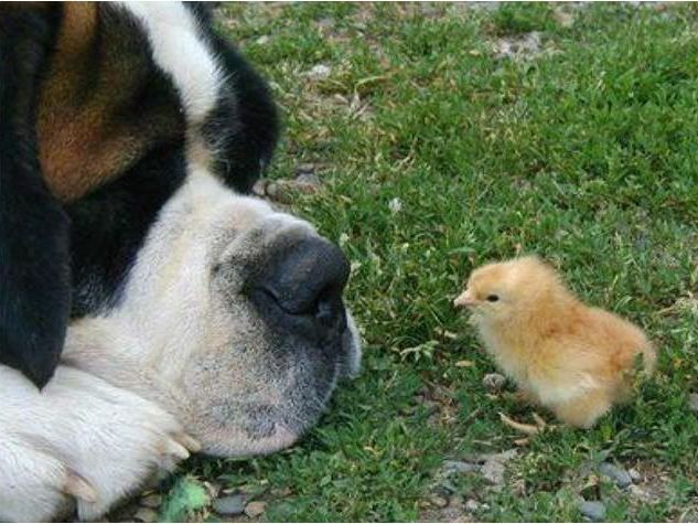 Hundesportverein Nüziders Hundesportverein Nüziders