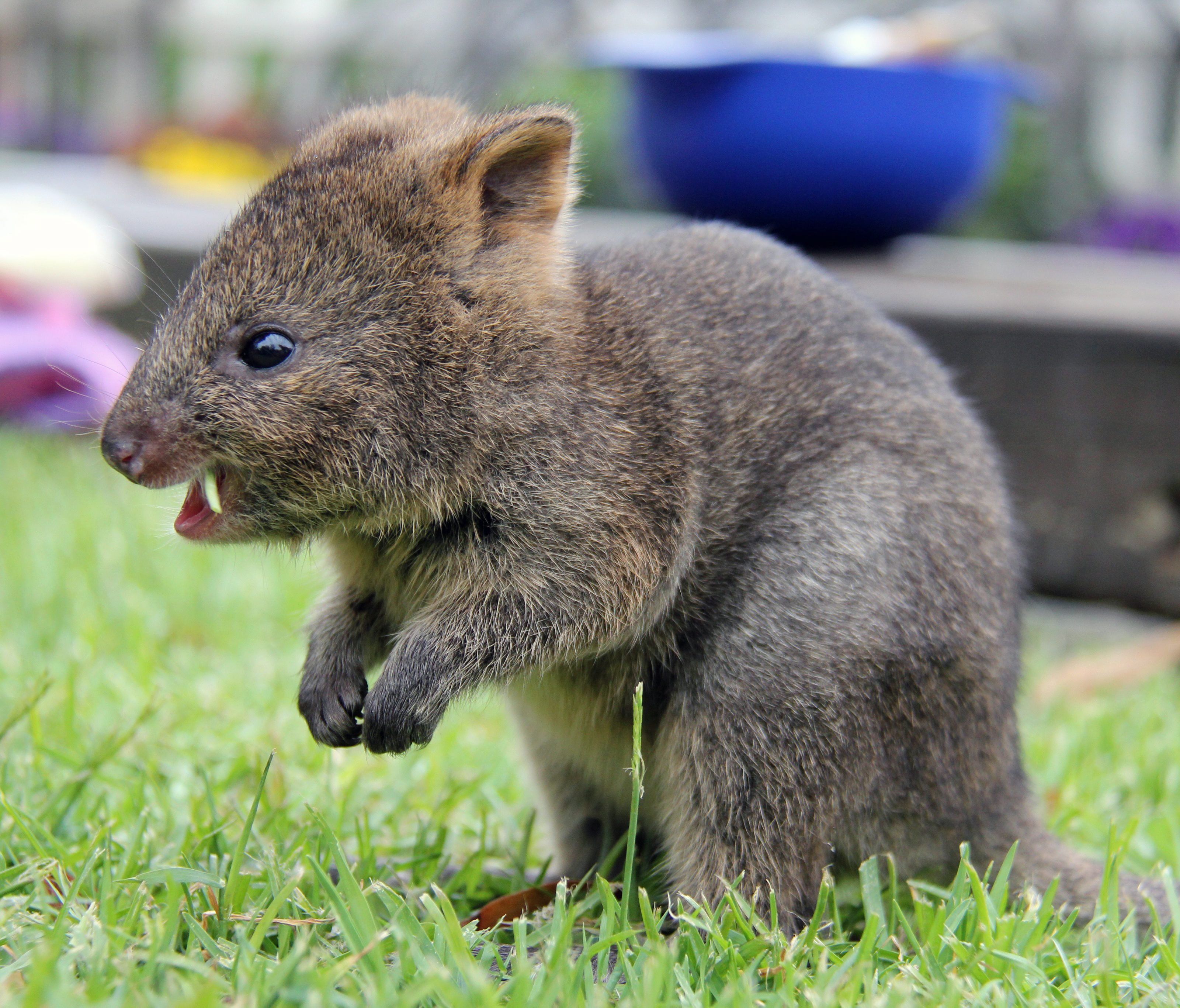 Das Quokka-Selfie liegt im Trend Das Quokka-Selfie liegt im Trend