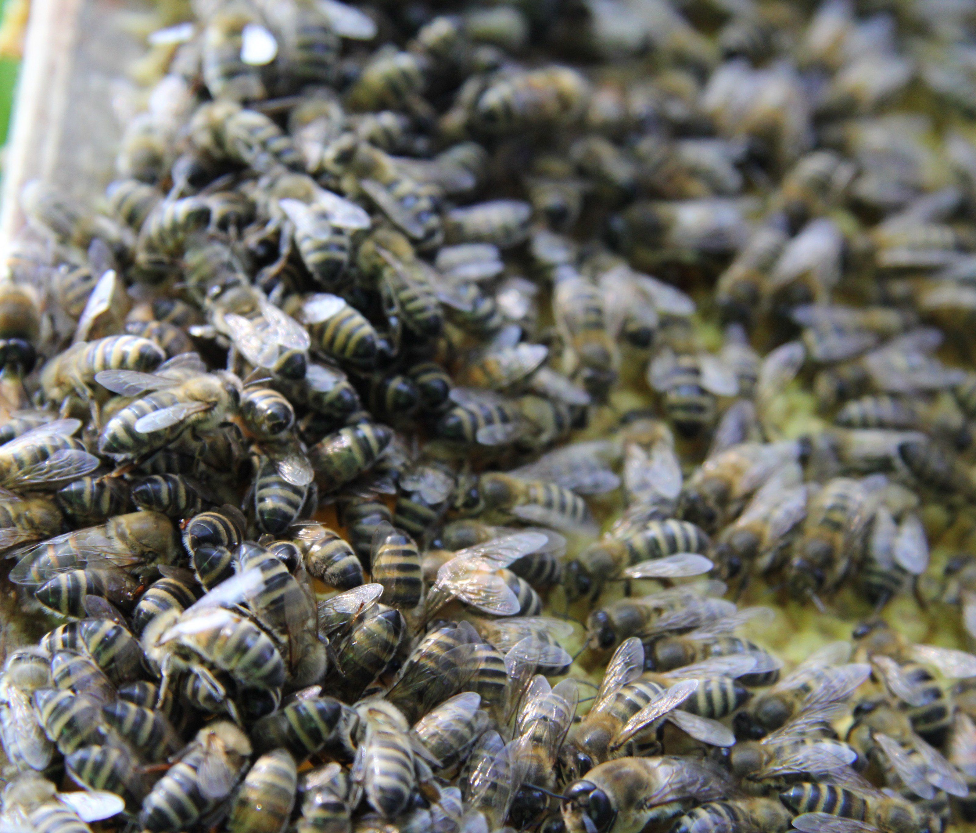 Die Täter kippten größere Mengen Dieselkraftstoff in sechs in einem Kleingarten aufgestellte Bienenstöcke. Die Täter kippten größere Mengen Dieselkraftstoff in sechs in einem Kleingarten aufgestellte Bienenstöcke.