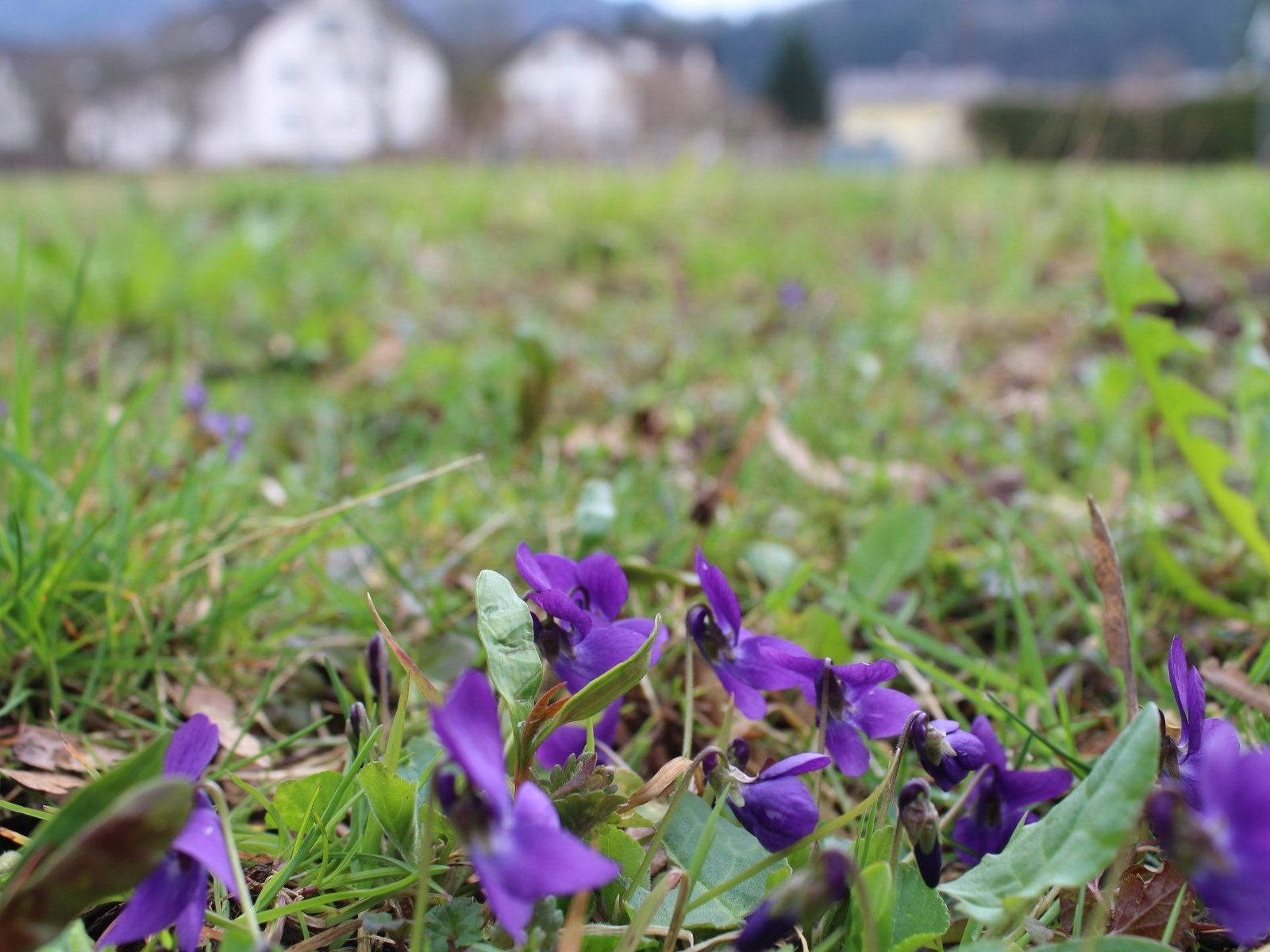 Auf der Wiese vor der St.-Josef-Kirche bieten Wildblumen Bienen und Schmetterlingen Nahrung. Auf der Wiese vor der St.-Josef-Kirche bieten Wildblumen Bienen und Schmetterlingen Nahrung.