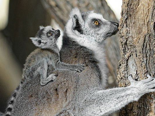 Ein Katta kommt selten allein - in Schönbrunn gab es Nachwuchs Ein Katta kommt selten allein - in Schönbrunn gab es Nachwuchs