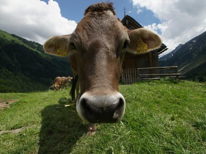 Der Feind, die Kuh: Deutsches Radarsystem bereitet Schweizer Armee Ärger.