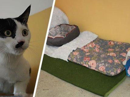 Für Katze Pünktchen wurde im Wiener Tierschutzhaus ein Mamazimmer eingerichtet