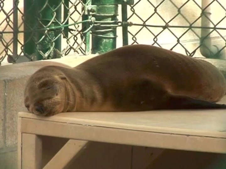 In Kalifornien sitzen zahlreiche unterernährte Jungtiere an den Stränden fest. Tierschutzeinrichtungen haben nach eigenen Angaben ihre Kapazitätsgrenze fast erreicht. In Kalifornien sitzen zahlreiche unterernährte Jungtiere an den Stränden fest. Tierschutzeinrichtungen haben nach eigenen Angaben ihre Kapazitätsgrenze fast erreicht.