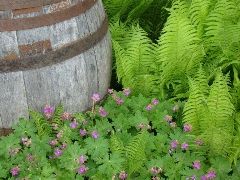 Vortrag - Ein blühender Garten für Bienen und Insekten im Vinomnassal Vortrag - Ein blühender Garten für Bienen und Insekten im Vinomnassal