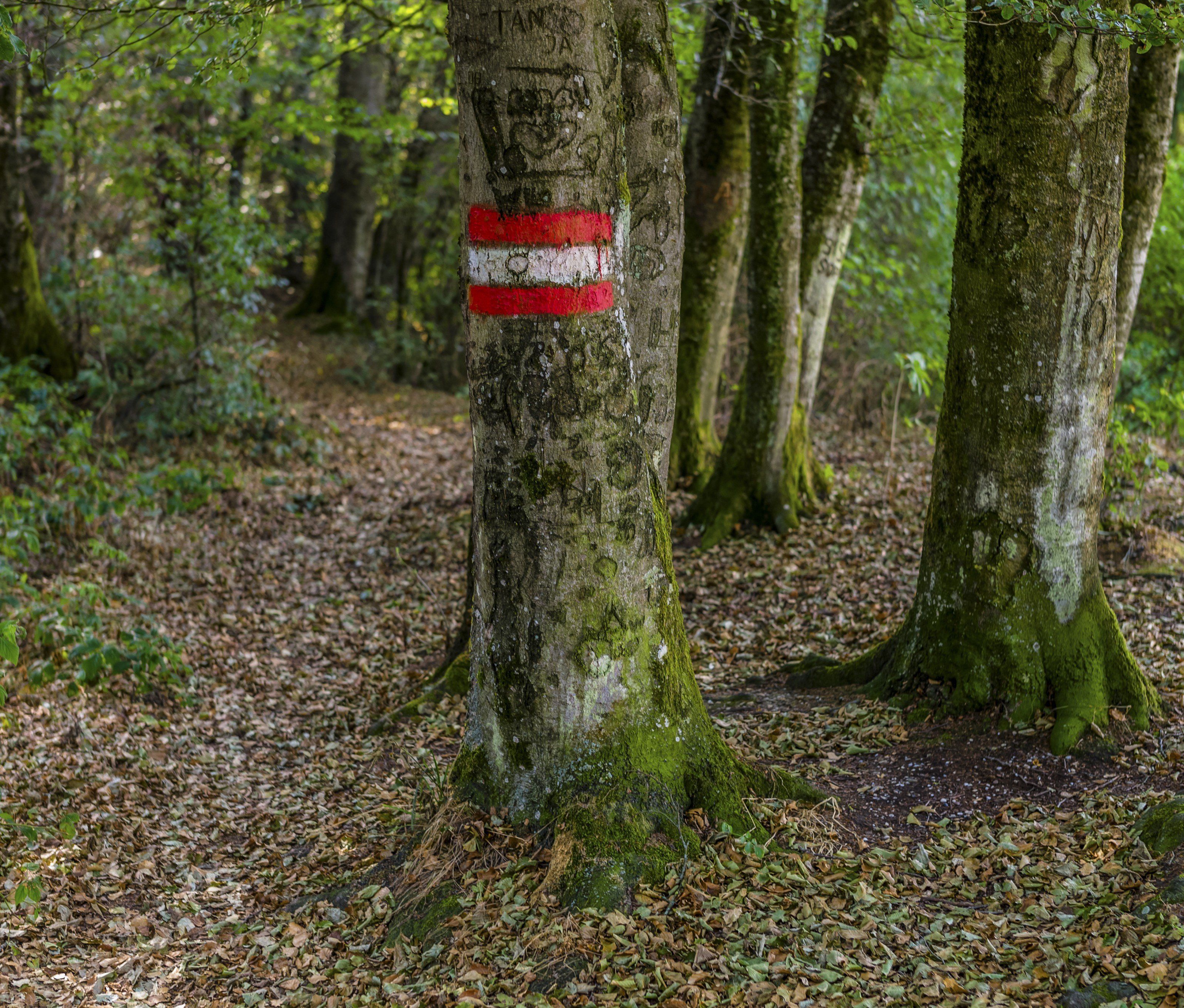 Von der Dämmerung überrascht, kamen die beiden Jungen vom Weg ab. (Themenbild)