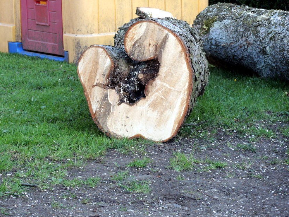 Innenleben des Kastanienbaumes Innenleben des Kastanienbaumes