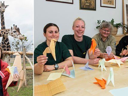 Dagmar Schratter setzt auf die Unterstützung von Giraffen-Pflegern und Besuchern beim Origami Falten Dagmar Schratter setzt auf die Unterstützung von Giraffen-Pflegern und Besuchern beim Origami Falten