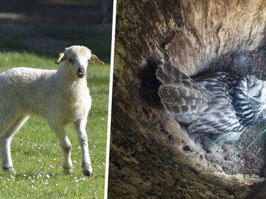 Einige der Bewohner im Hirschstettner Zoo: Walachenschafe und Habichtskäuzchen Einige der Bewohner im Hirschstettner Zoo: Walachenschafe und Habichtskäuzchen