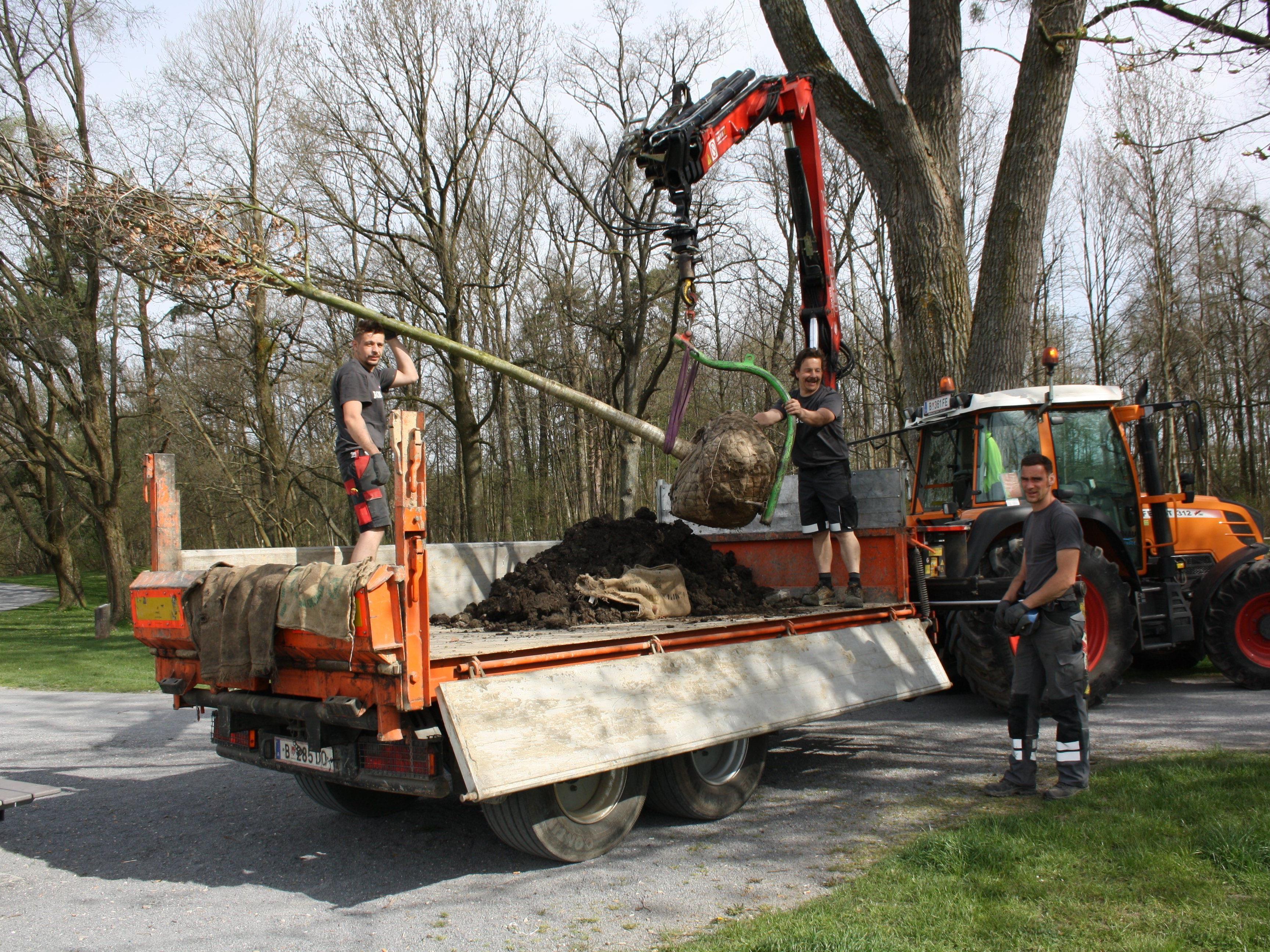 Im Zuge der Baumverjüngung wurden kürzlich im Lochauer Schwarzbad zwei neue Eichen gesetzt. Weitere Pflanzungen folgen.