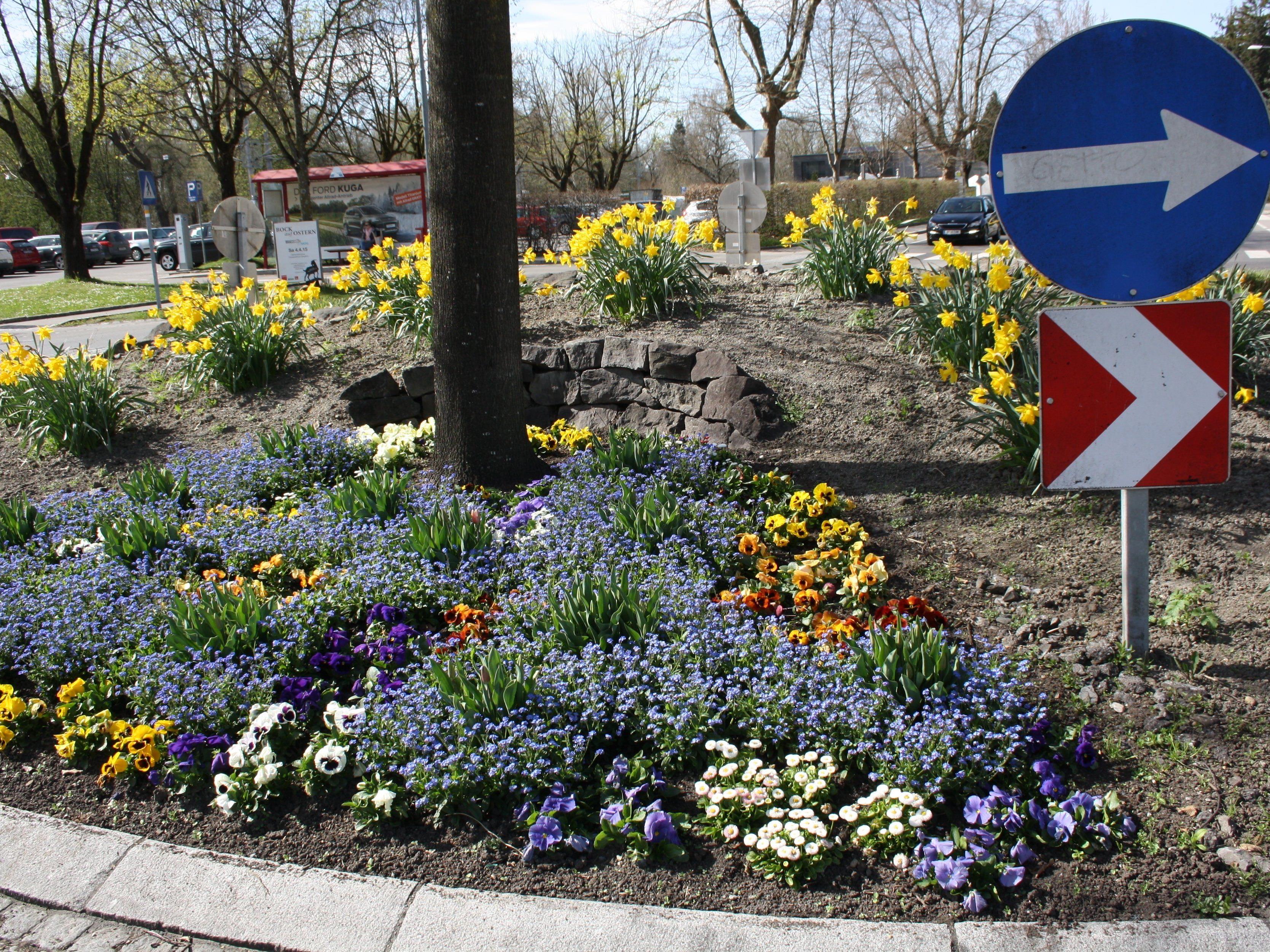 Auch der Kreisverkehr am Bäumle wird vom Landschaftsgärtner Michael Sinz gemäß den Jahreszeiten gestaltet.