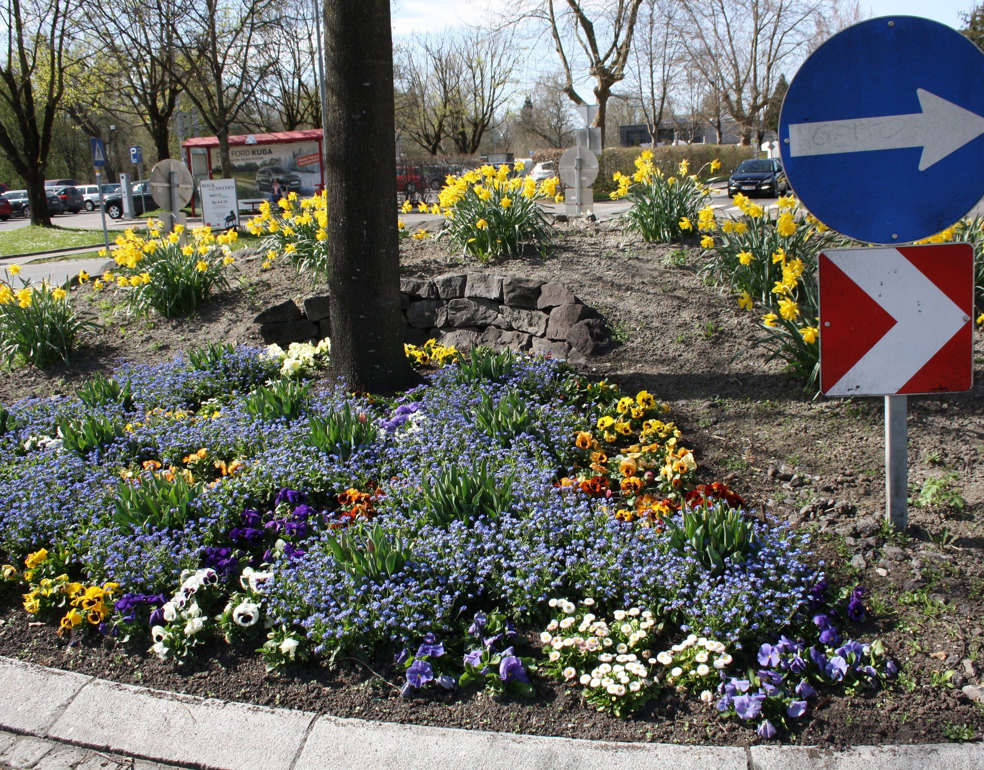 Auch der Kreisverkehr am Bäumle wird vom Landschaftsgärtner Michael Sinz gemäß den Jahreszeiten gestaltet. Auch der Kreisverkehr am Bäumle wird vom Landschaftsgärtner Michael Sinz gemäß den Jahreszeiten gestaltet.