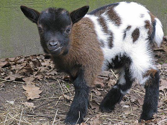 Für manche der Zwergziegen heißt es offenbar: vom Streicheltier zum Raubtierfutter Für manche der Zwergziegen heißt es offenbar: vom Streicheltier zum Raubtierfutter