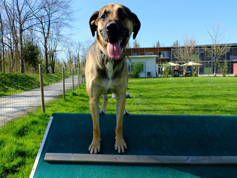 Das ist Ares. Einer der Schützlinge des Tierheims in Dornbirn.