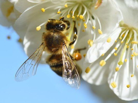 Wiener Bienentag: Am 8. Mai wird am Rathausplatz ein Fest zu Ehren der Bienen abgehalten Wiener Bienentag: Am 8. Mai wird am Rathausplatz ein Fest zu Ehren der Bienen abgehalten