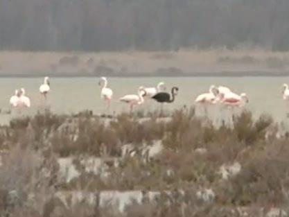 Flamingo mit schwarzem Kleid: Diese Sichtung hat Seltenheitswert.