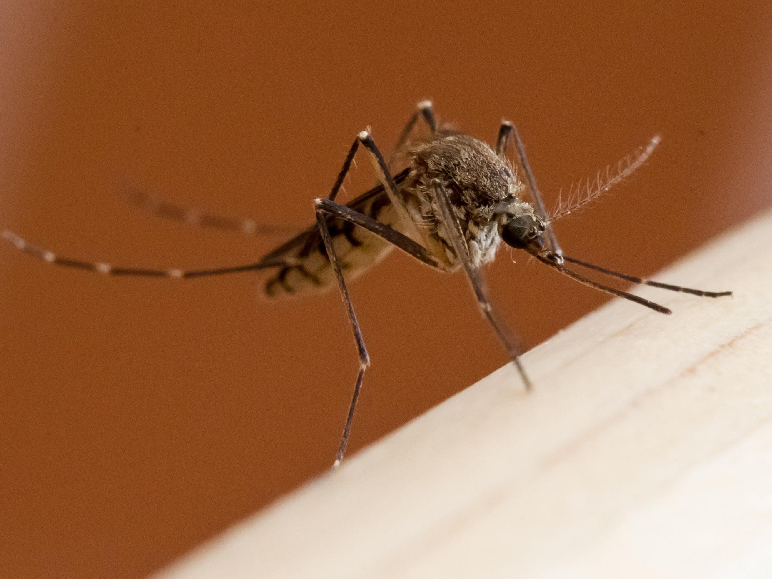 Forscher: Bestimmter Körpergeruch lockt Mücken vermutlich an