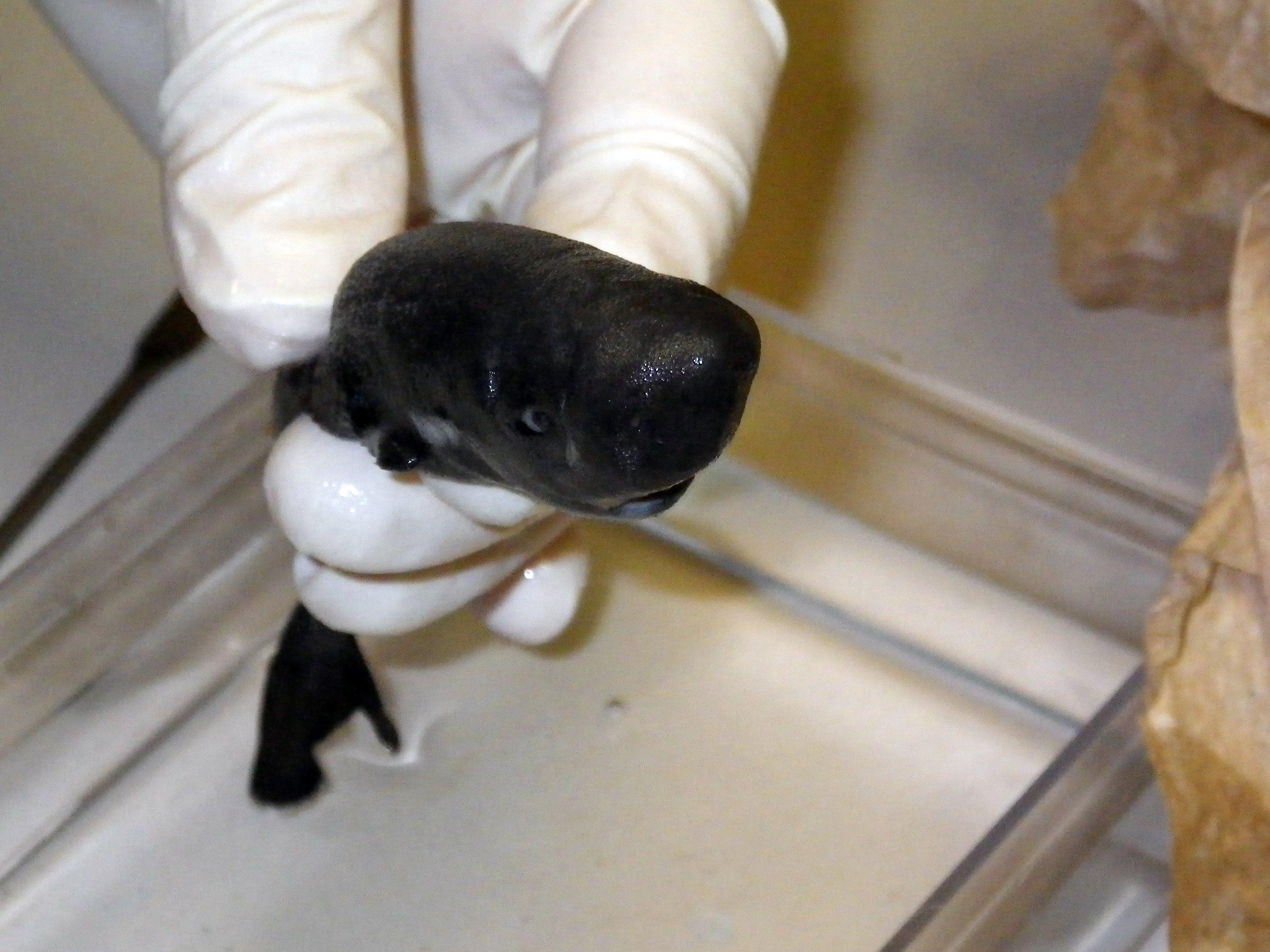 Der Taschenhai ist die neueste und seltenste Spezies, die vor der Küste der USA gefunden wurde.