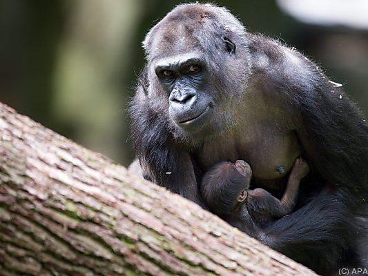 Gorilla-Dame Momo mit Nachwuchs