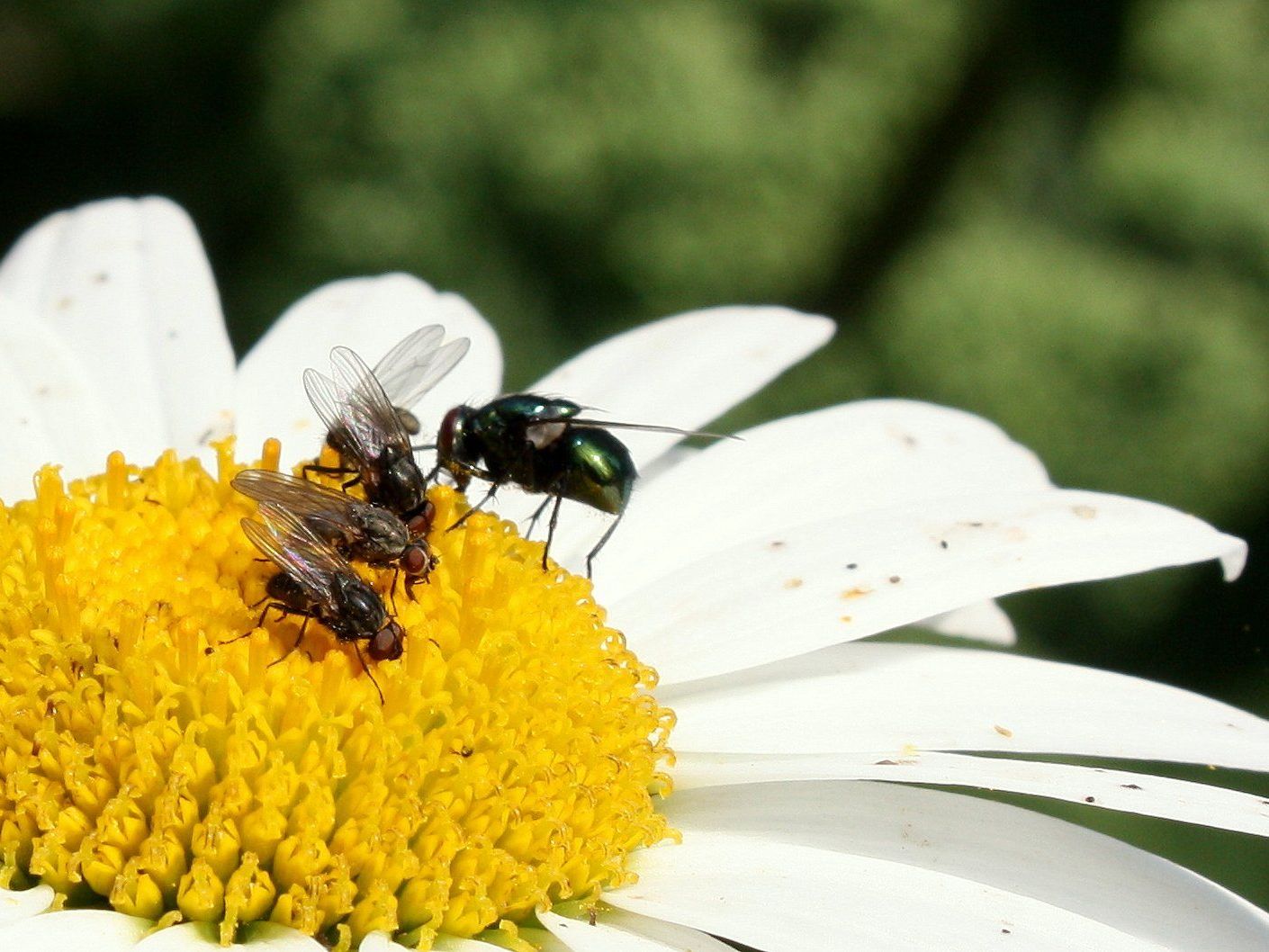 ABENTEUER NATUR - Kinder zwischen 7 und 10 Jahren lernen die Natur spielerisch kennen und erleben altes Rankler Brauchtum ABENTEUER NATUR - Kinder zwischen 7 und 10 Jahren lernen die Natur spielerisch kennen und erleben altes Rankler Brauchtum