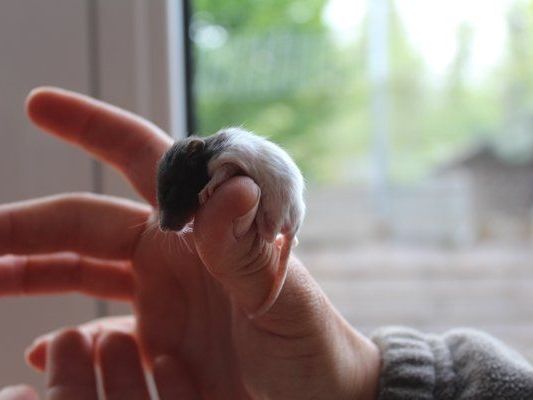 Kaum größer als ein Daumen: eines der Rattenbabies im Vorarlberger Tierschutzheim. Kaum größer als ein Daumen: eines der Rattenbabies im Vorarlberger Tierschutzheim.