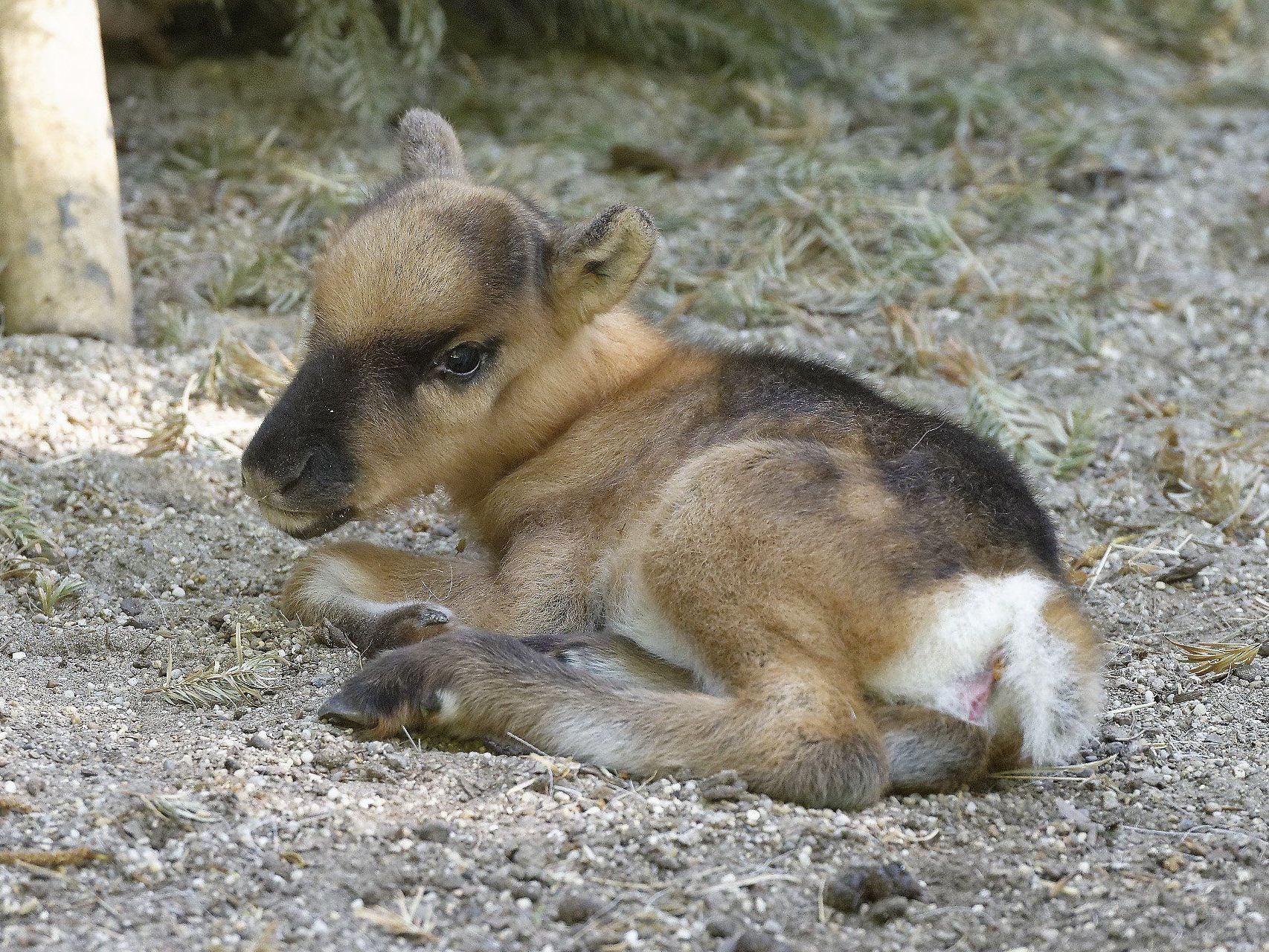 Der Tiergarten Schönbrunn freut sich über Rentier-Nachwuchs. Der Tiergarten Schönbrunn freut sich über Rentier-Nachwuchs.