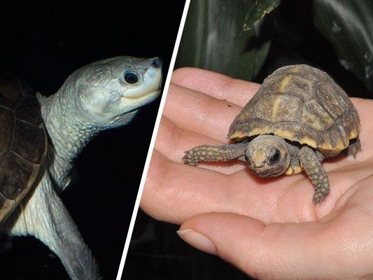 Ob Batagur-Flussschildkröte (l.) oder Waldschildkröte - sie werden am Weltschildkrötentag gefeiert Ob Batagur-Flussschildkröte (l.) oder Waldschildkröte - sie werden am Weltschildkrötentag gefeiert