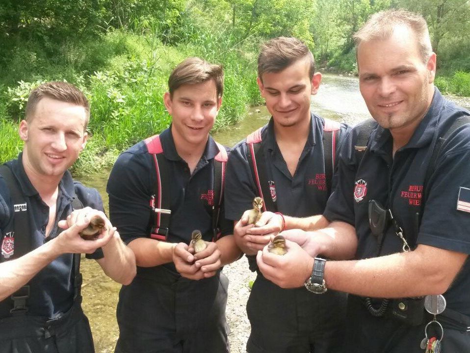Die Feuerwehrmänner nach der Rettung der Entenkinder. Die Feuerwehrmänner nach der Rettung der Entenkinder.