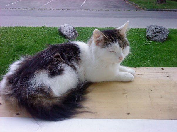 Wer hat Katze Molly im Raum Bregenz-Vorkloster gesehen? Wer hat Katze Molly im Raum Bregenz-Vorkloster gesehen?