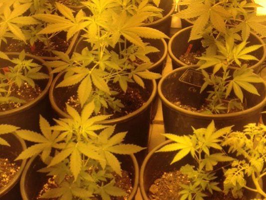 20 Marihuana-Pflanzen wurden sichergestellt. 20 Marihuana-Pflanzen wurden sichergestellt.