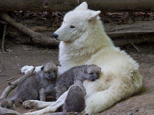 Die Wolsmutter mit ihren Jungen im Tiergarten Schönbrunn