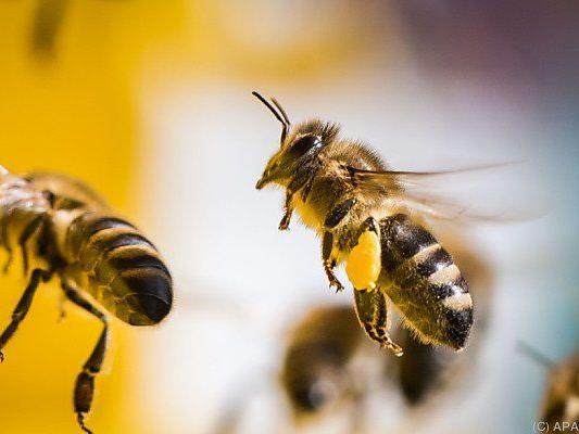 28,5 Prozent aller heimischer Bienenvölker überlebten den Winter nicht