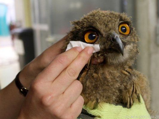 Der verletzte Uhu ist in besten Händen Der verletzte Uhu ist in besten Händen