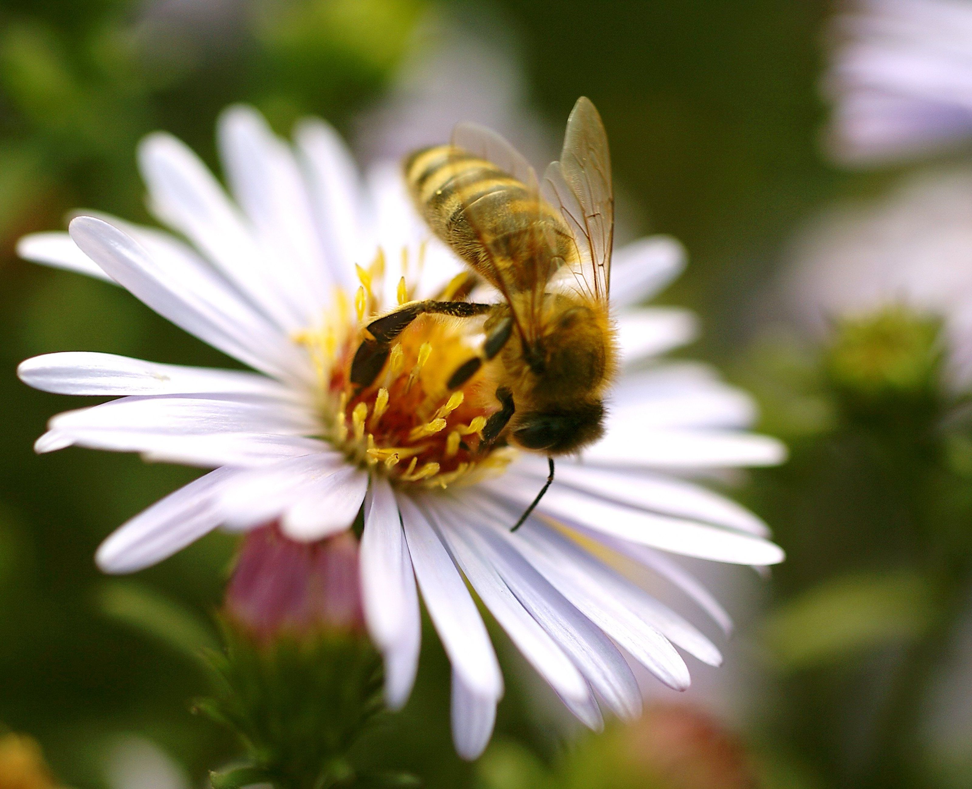 Noch gibt es keine Mehrheit für umfassendes Verbot von bienenschädlichen Pestiziden in Österreich. Noch gibt es keine Mehrheit für umfassendes Verbot von bienenschädlichen Pestiziden in Österreich.