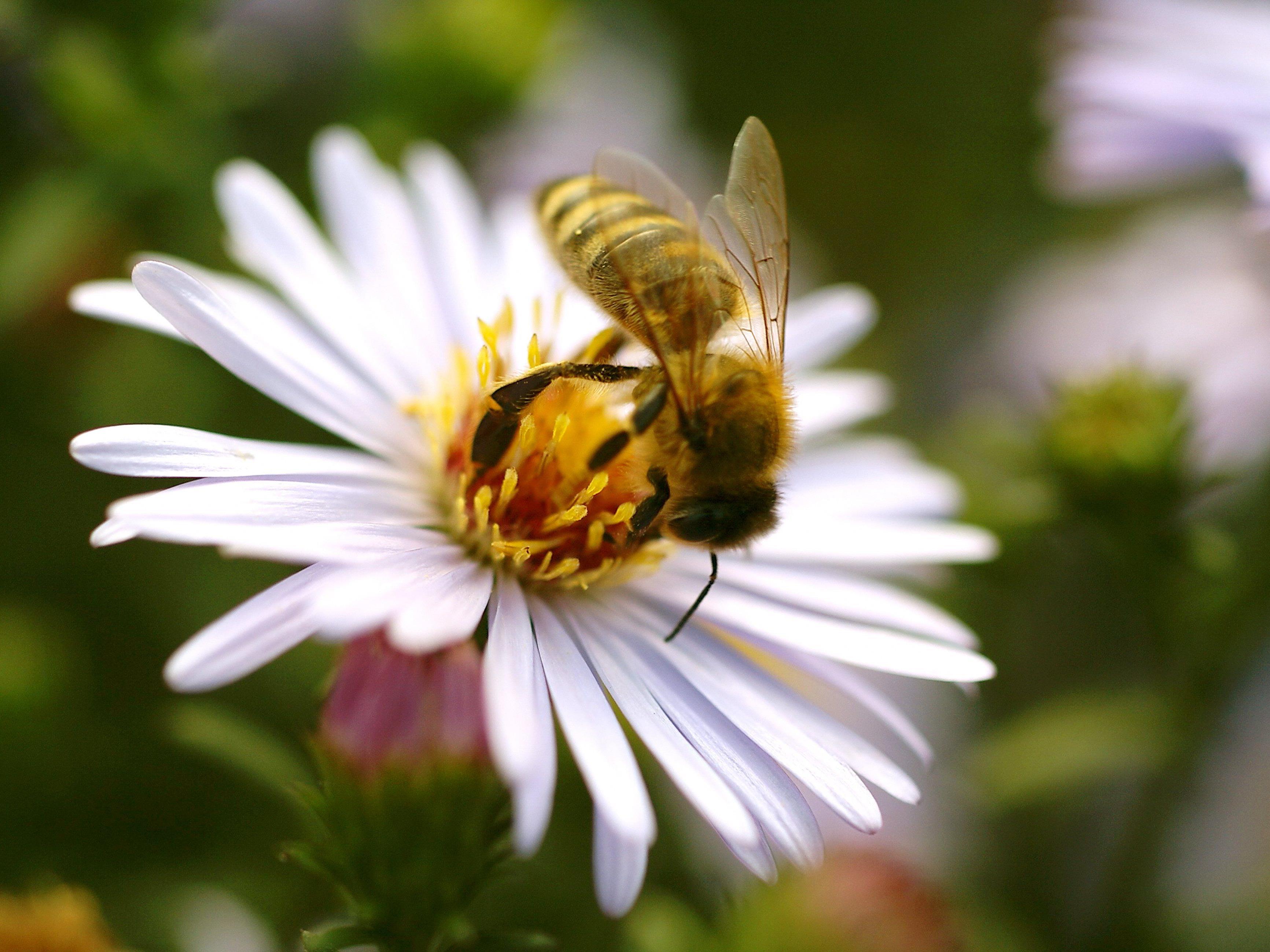 Noch gibt es keine Mehrheit für umfassendes Verbot von bienenschädlichen Pestiziden in Österreich.