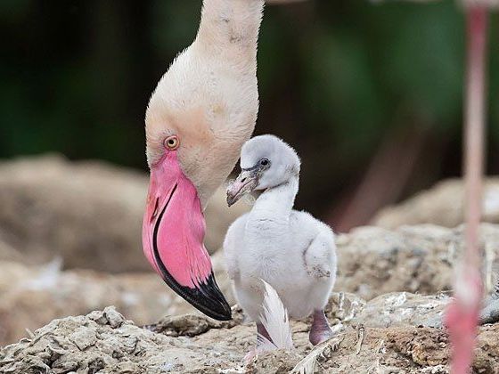 Noch nicht rosa: die Flamingo-Babys in Schönbrunn Noch nicht rosa: die Flamingo-Babys in Schönbrunn