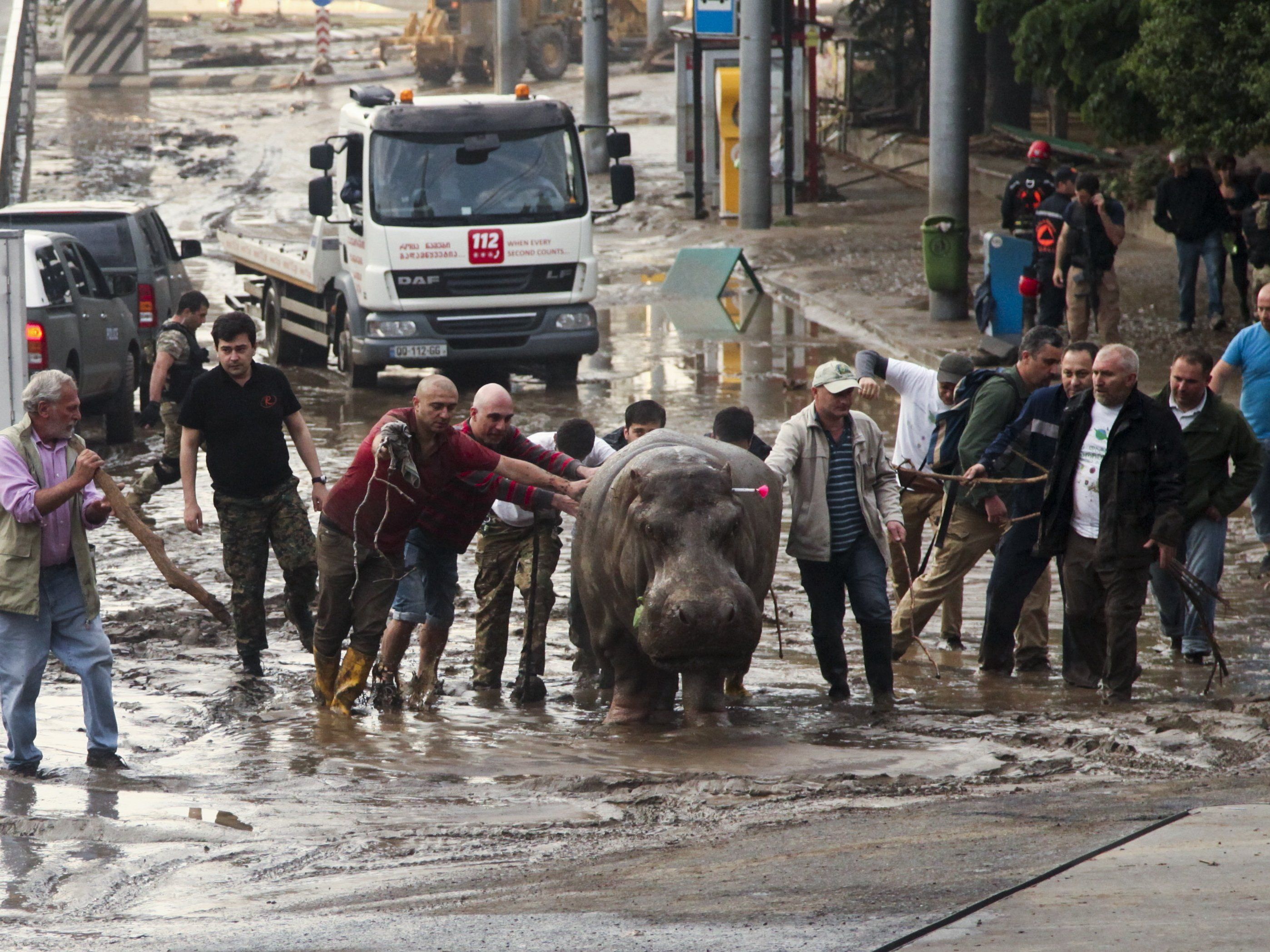 Ein Nilpferd wurde mit einem Betäubungspfeil ruhig gestellt und wieder eingefangen. Ein Nilpferd wurde mit einem Betäubungspfeil ruhig gestellt und wieder eingefangen.