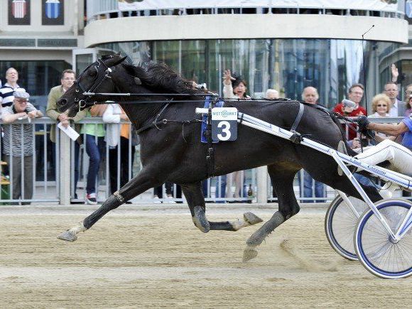 Beim Amateur-Trabrennen in der Wiener Krieau gab es Verletzte