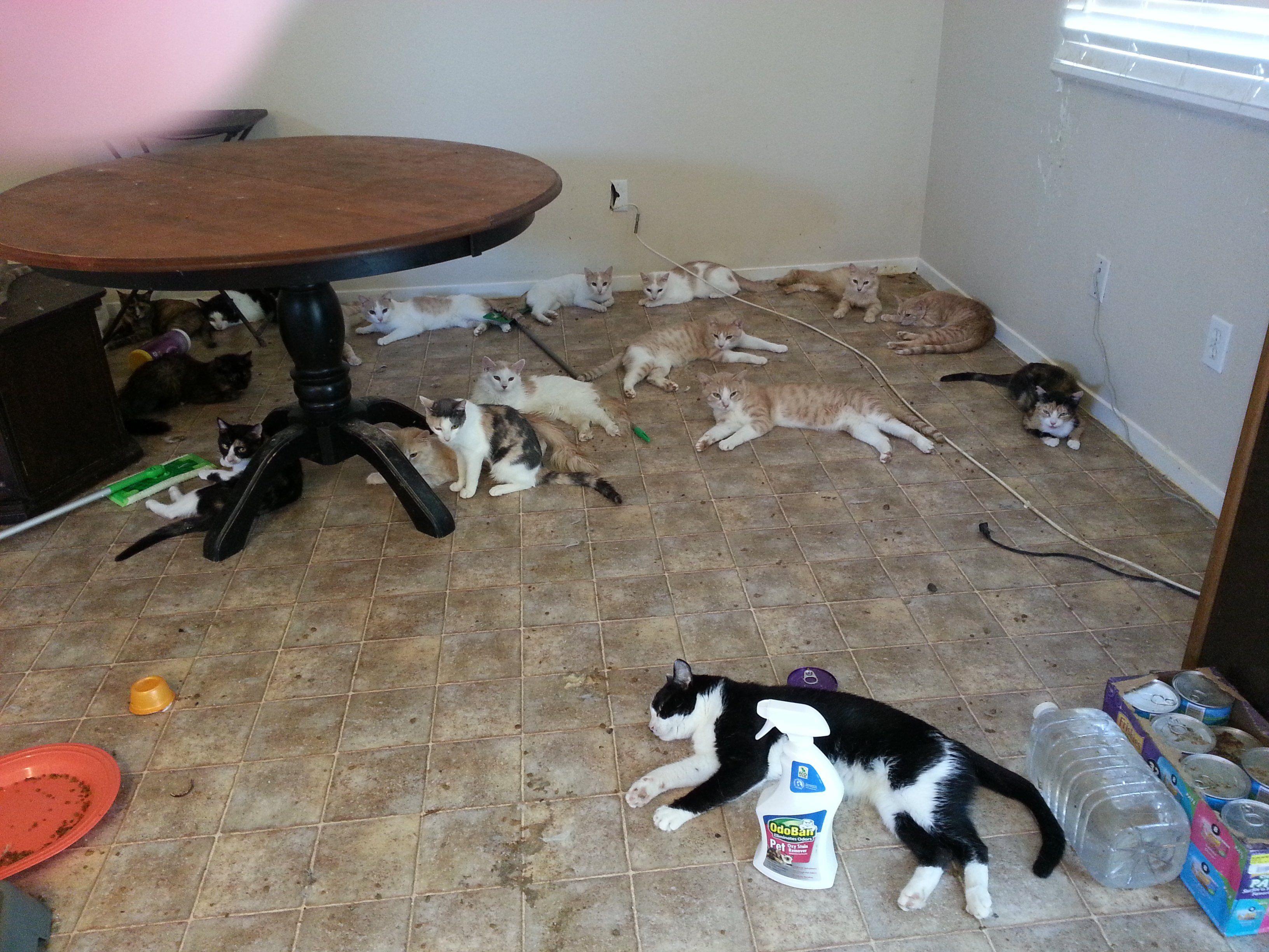 Animal Hoarding: Aus diesem Haus in Las Vegas wurden 112 Katzen und ein Hund befreit.