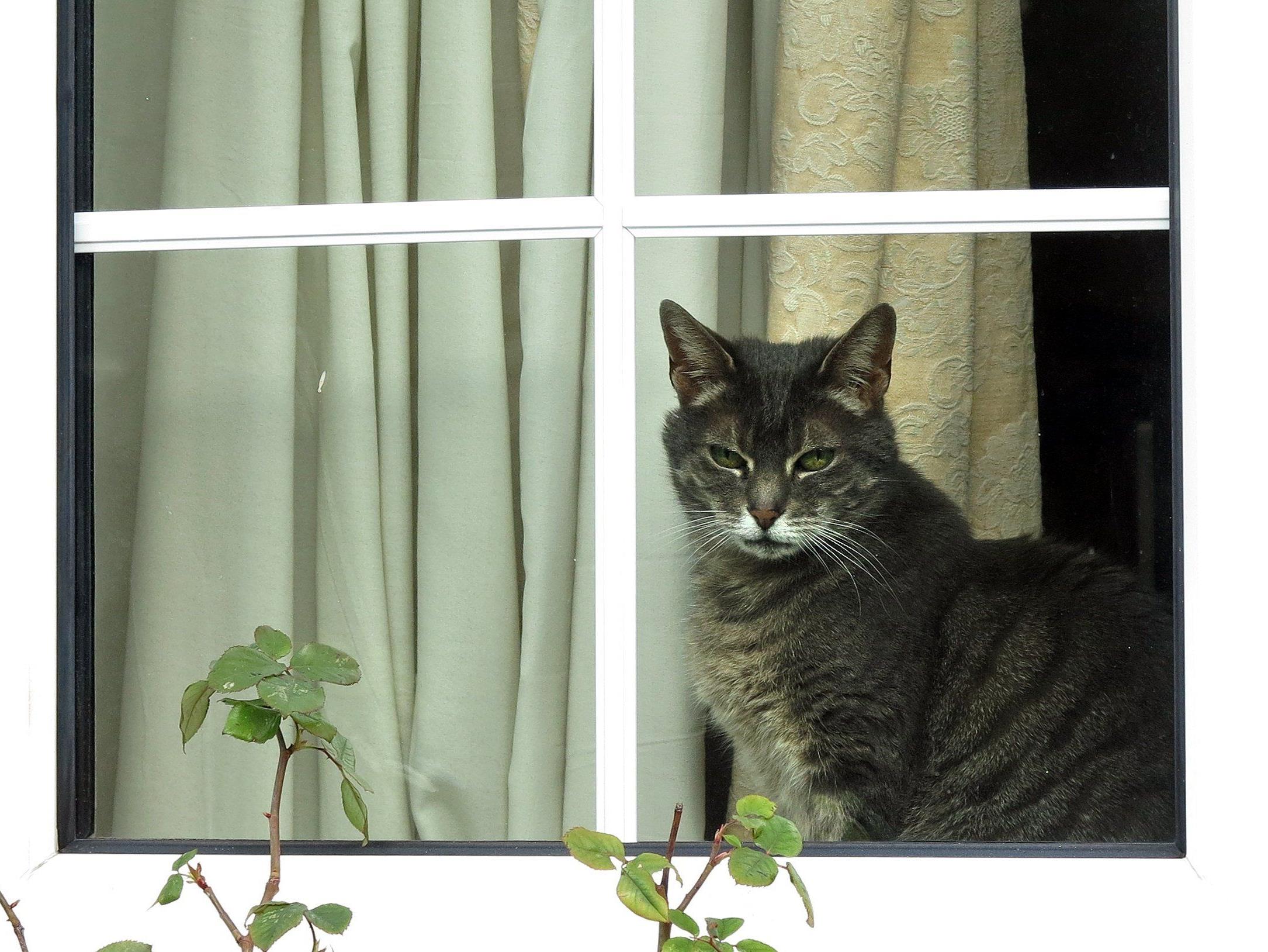 Gekippte Fenster können zur Todesfalle für Katzen werden.