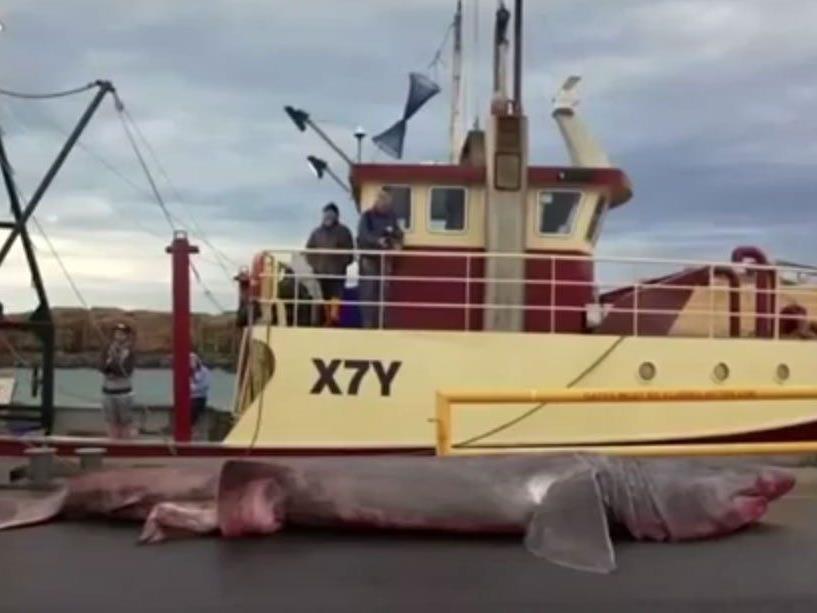 Aus Versehen: Fischern geht Riesenhai ins Netz