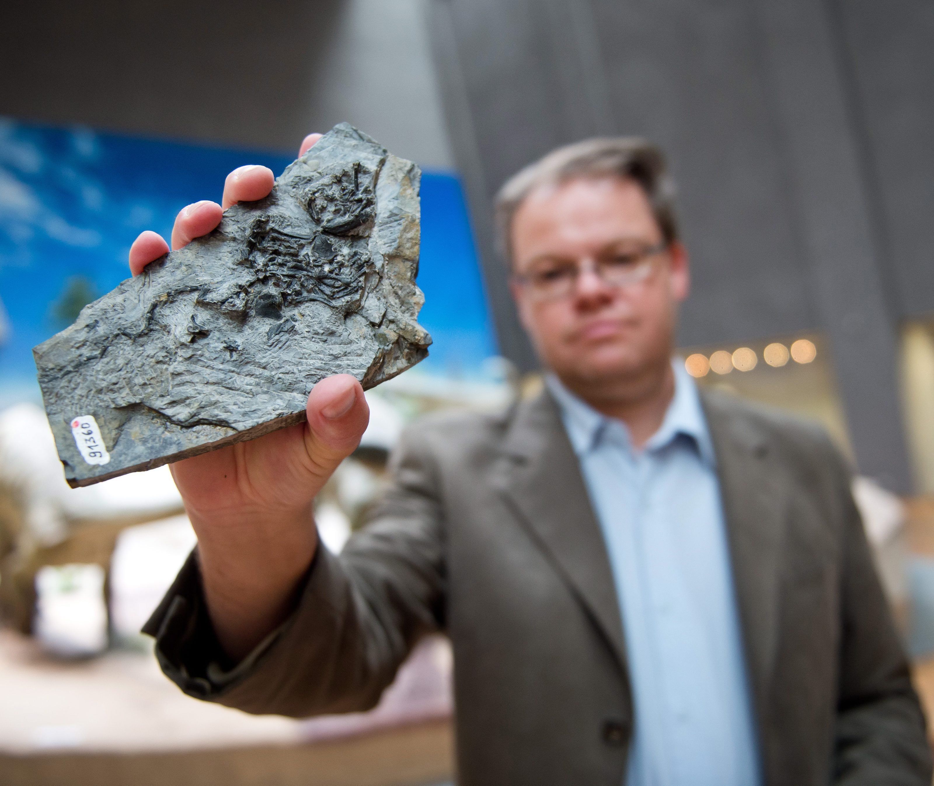 Paläontologe Rainer Schoch hält das Fossil der 240 Millionen Jahre alten Pappochelys