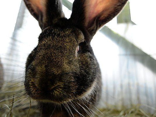 Pädagoge sezierte Kaninchen vor seinen Schülern