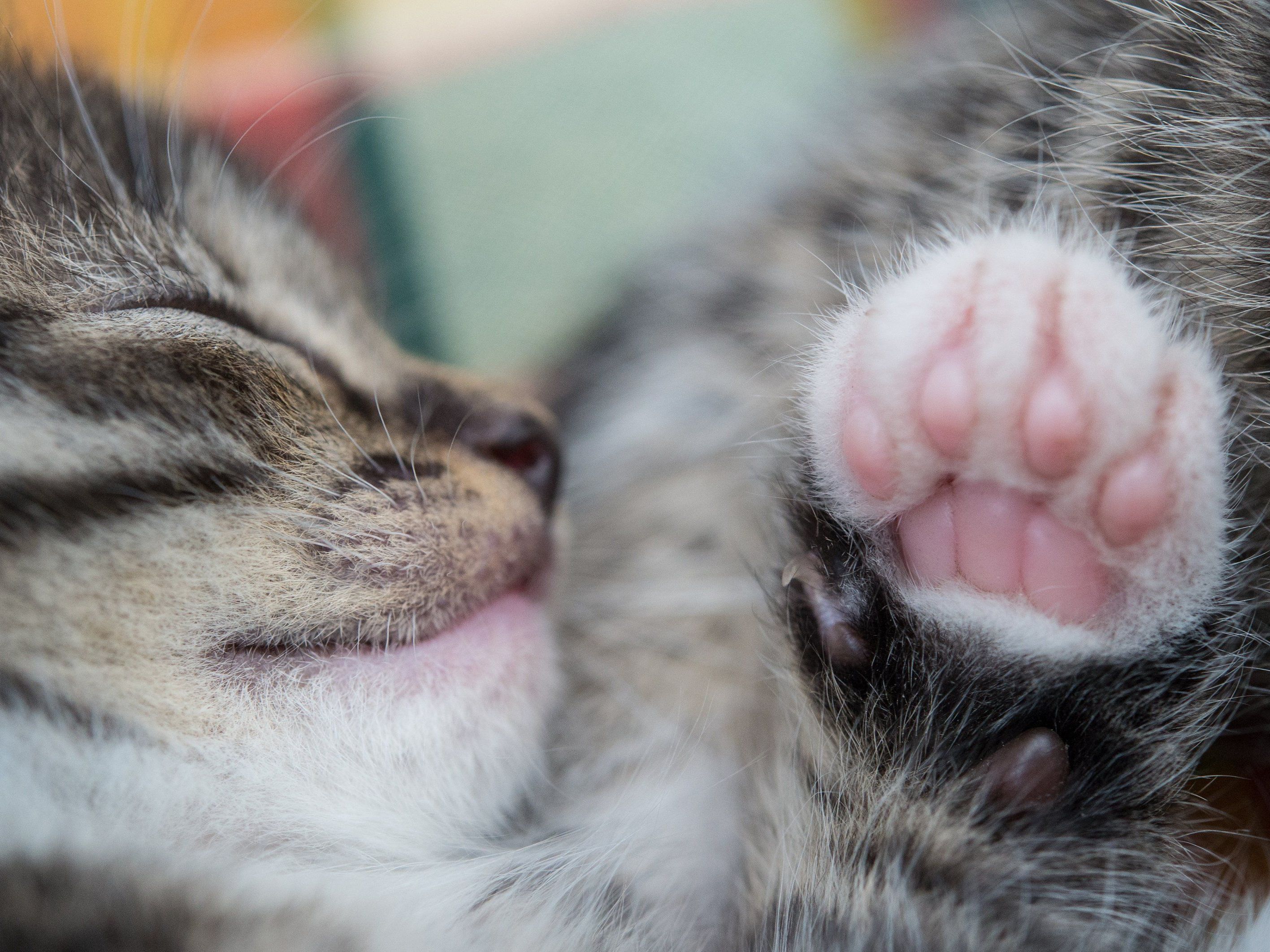Als blinder Passagier fuhr eine Katze von Kärnten bis nach Wien im Motorraum eines Autos mit. Als blinder Passagier fuhr eine Katze von Kärnten bis nach Wien im Motorraum eines Autos mit.
