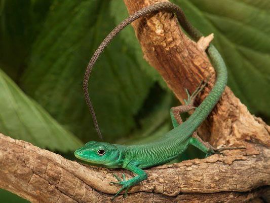 Die erste Nachzucht in Schönbrunn ist geglückt. Die erste Nachzucht in Schönbrunn ist geglückt.
